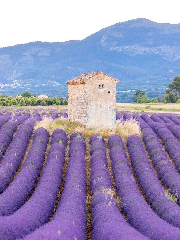 Plateau de Valensole