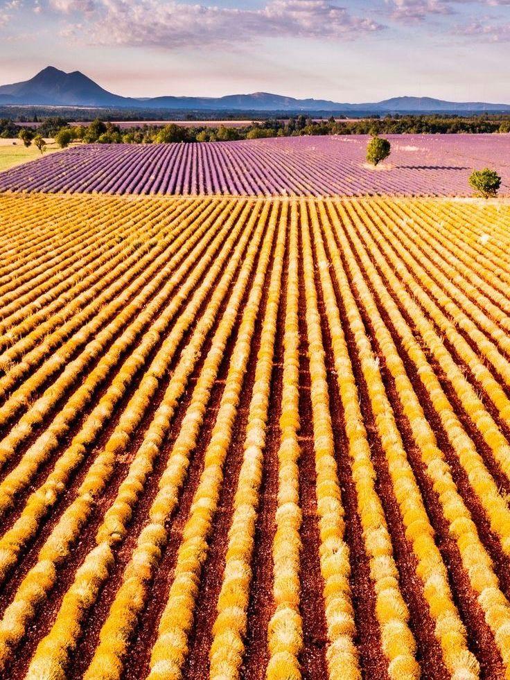 Plateau de Valensole