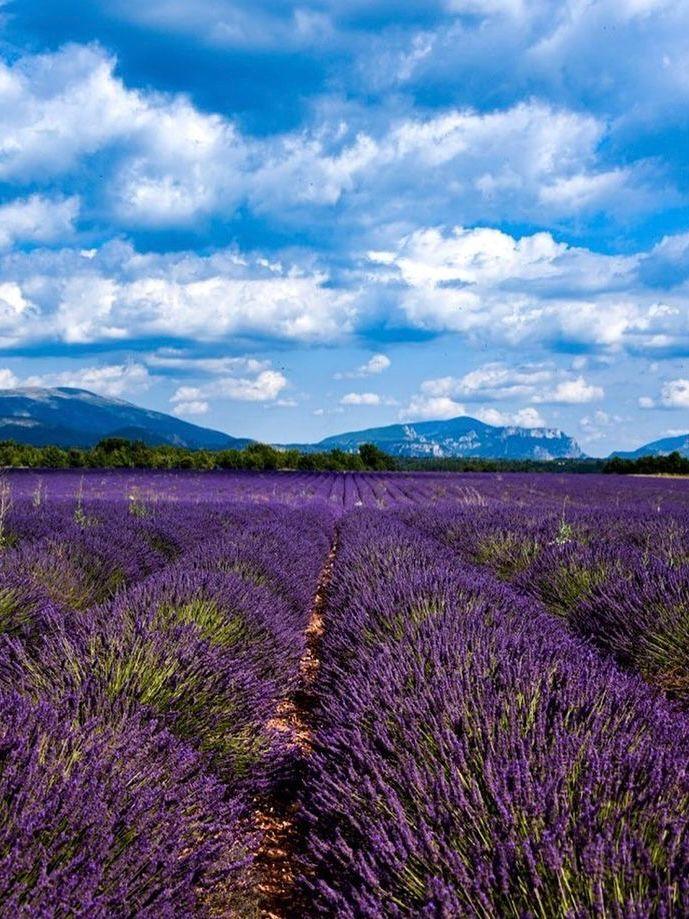 Plateau de Valensole