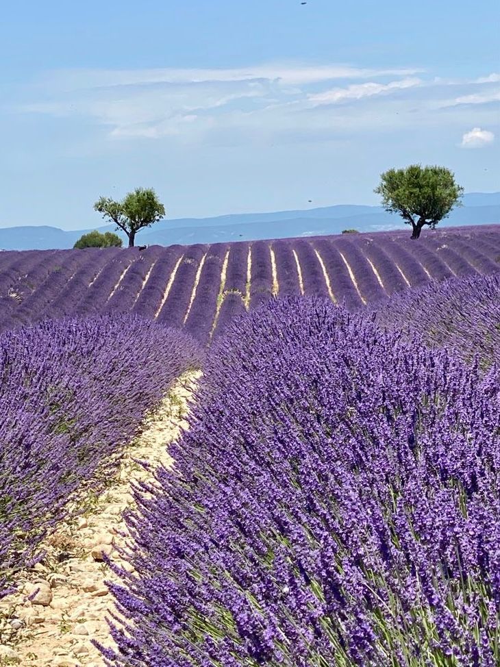 Plateau de Valensole