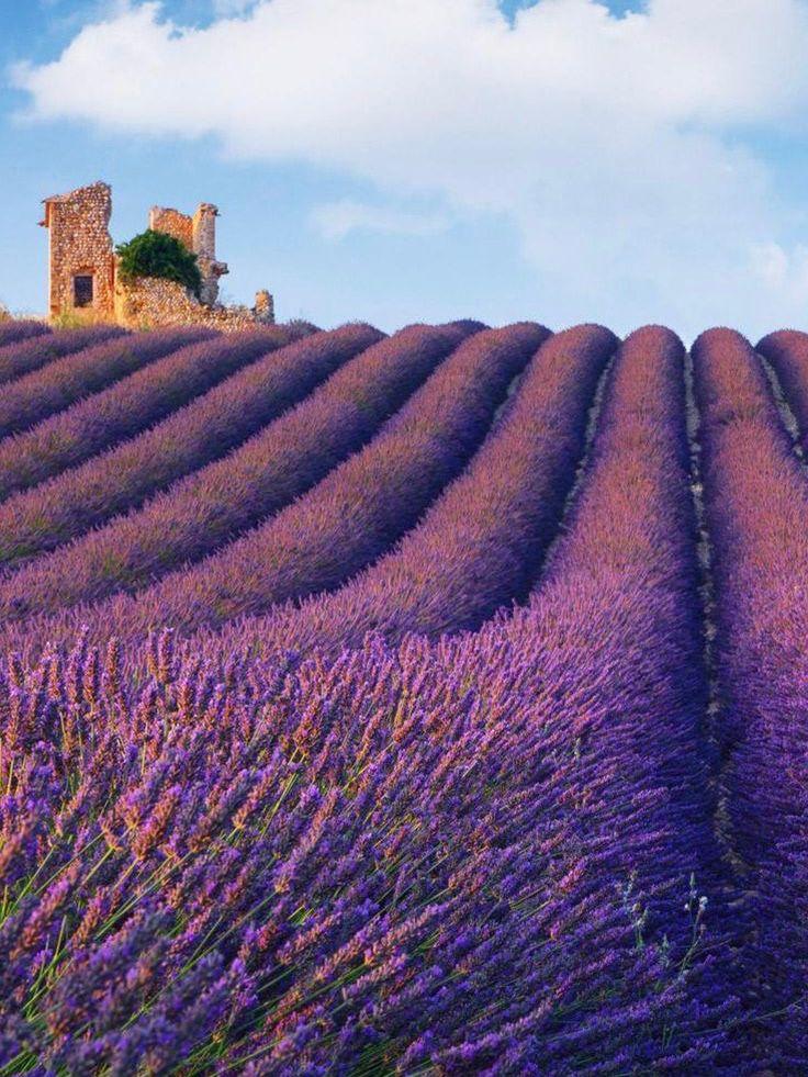 Plateau de Valensole